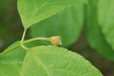 Sinocalycanthus chinensis- sazaníkovec čínský - zrající plod